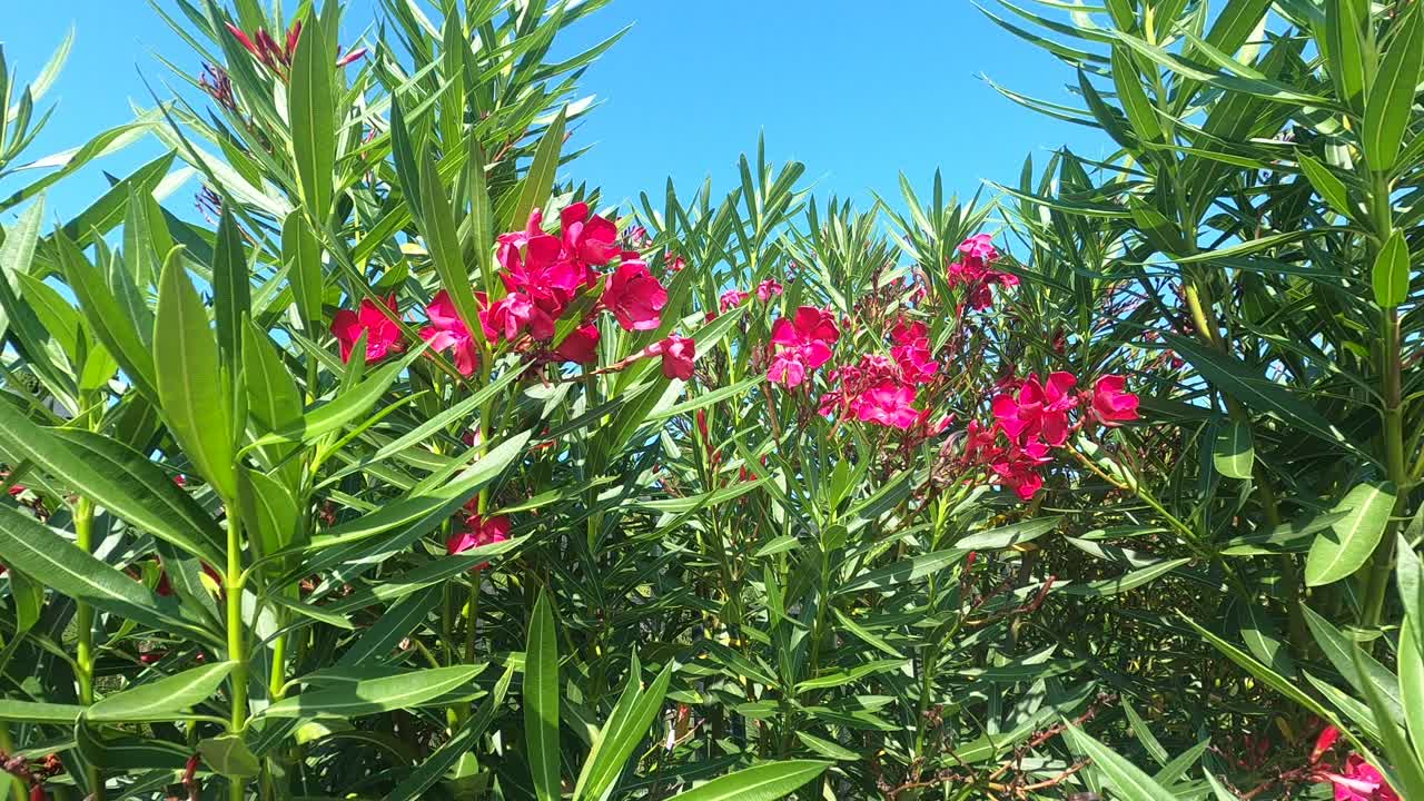 南花夹竹桃。自然在俄罗斯。视频素材