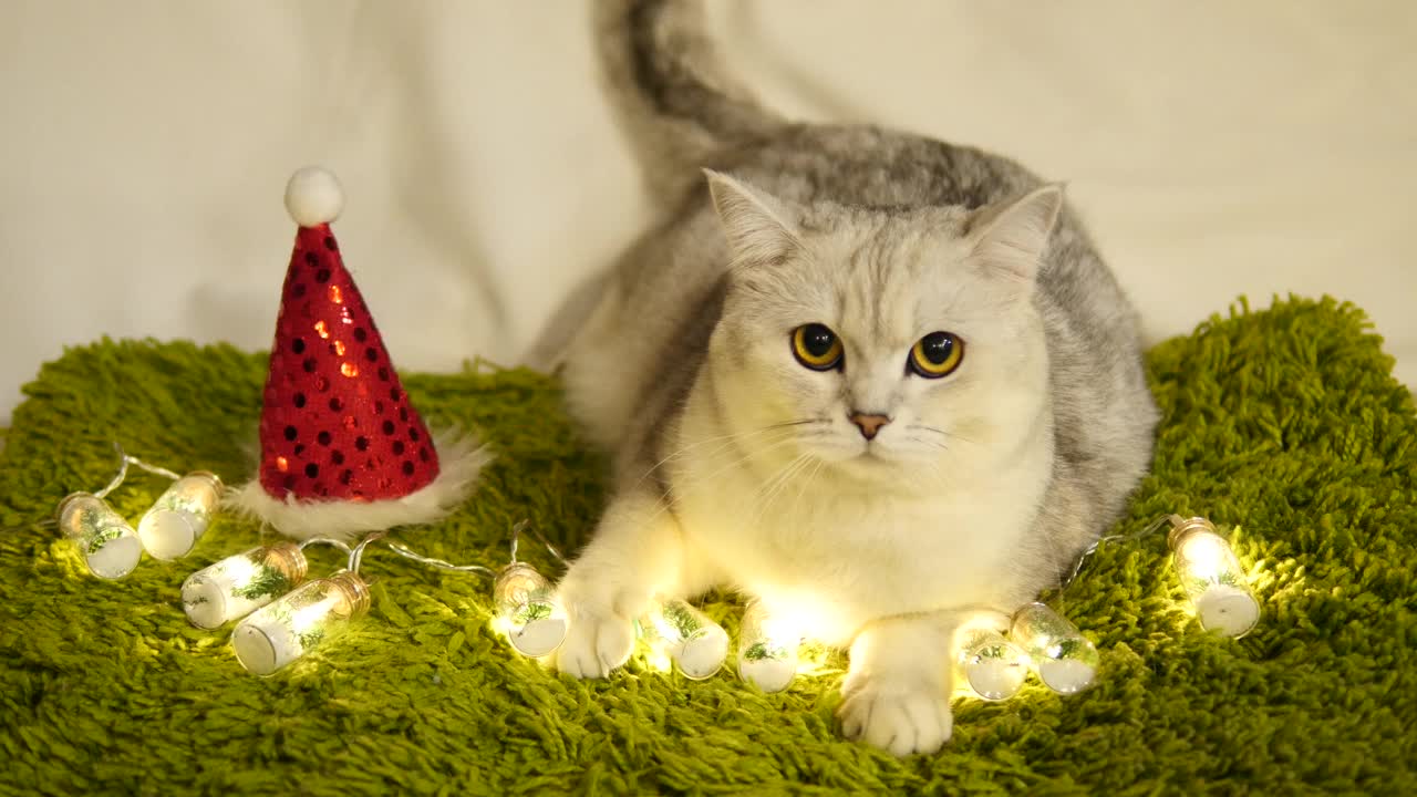 圣诞猫，美丽的猫，圣诞老人的帽子，闪亮的花环，圣诞树花环视频素材