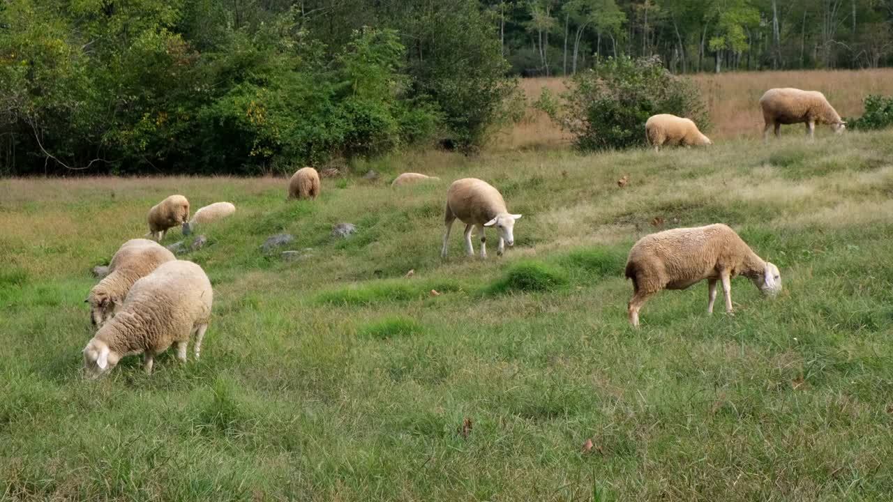 田野里的羊。视频素材