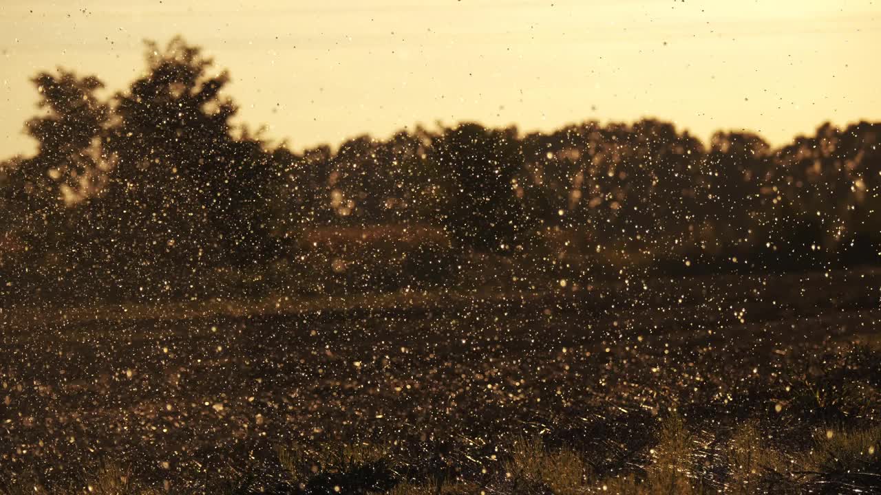 雨滴下降。特写镜头。阳光下的雨滴，日落时的雨滴。雨在田野里，在日落时，在夏天的傍晚视频素材