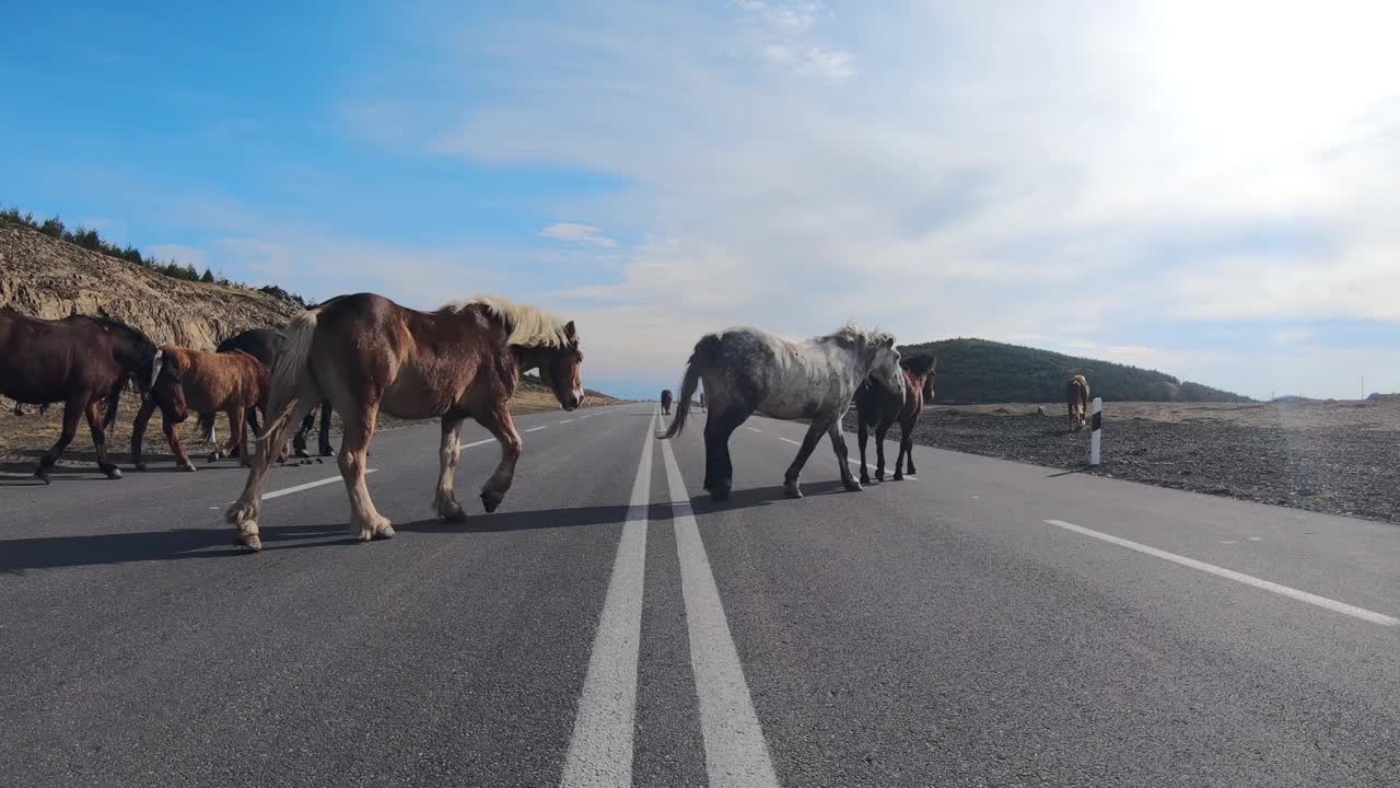 一群马在柏油路上行走，背景是山景视频素材