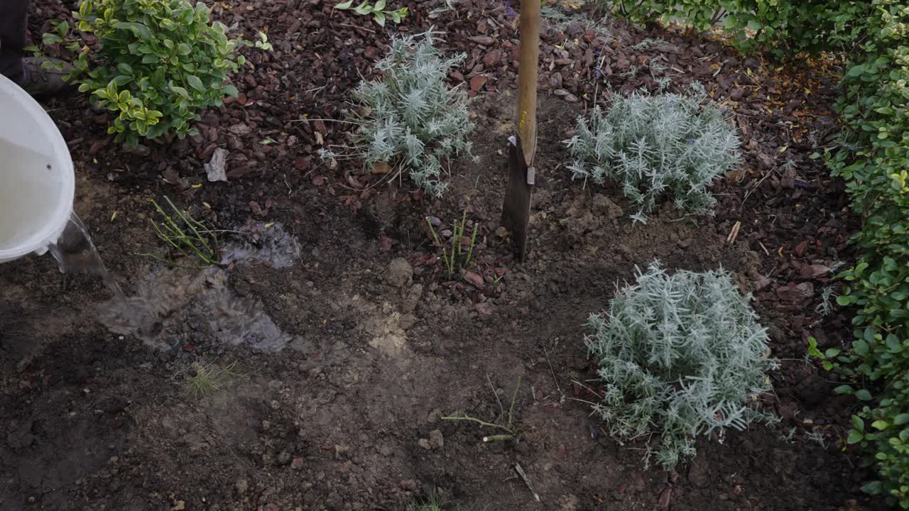 浇水种植裸根玫瑰视频素材