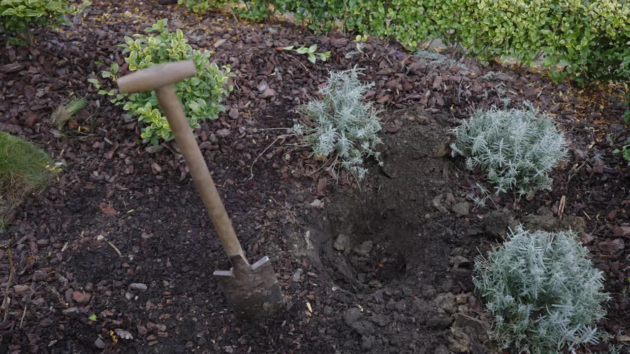 裸根玫瑰和种植洞视频素材