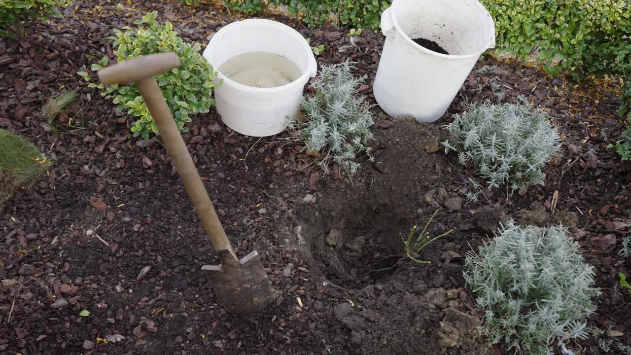 种植裸根玫瑰视频素材