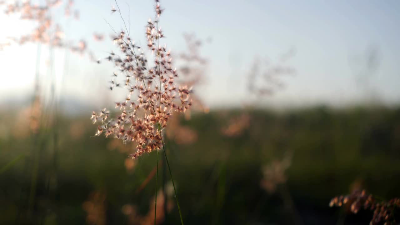 自然草，花朵，风中日落。视频素材