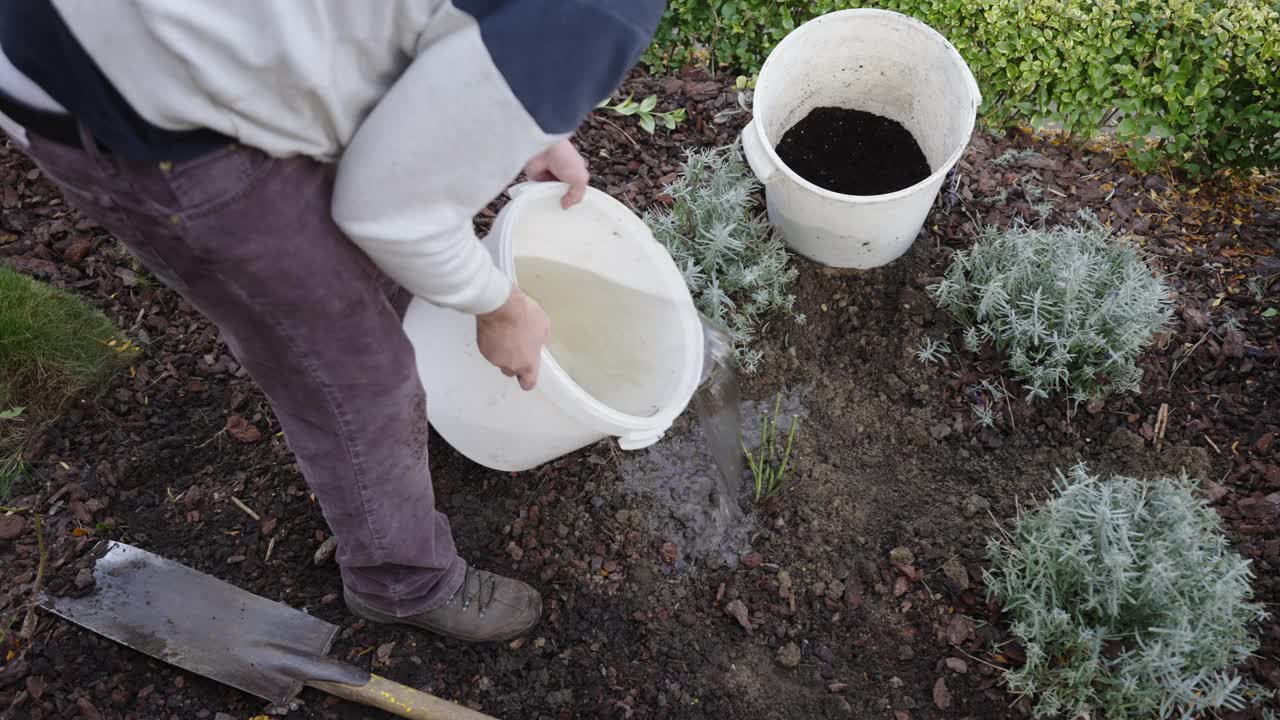 浇水种植裸根玫瑰视频素材