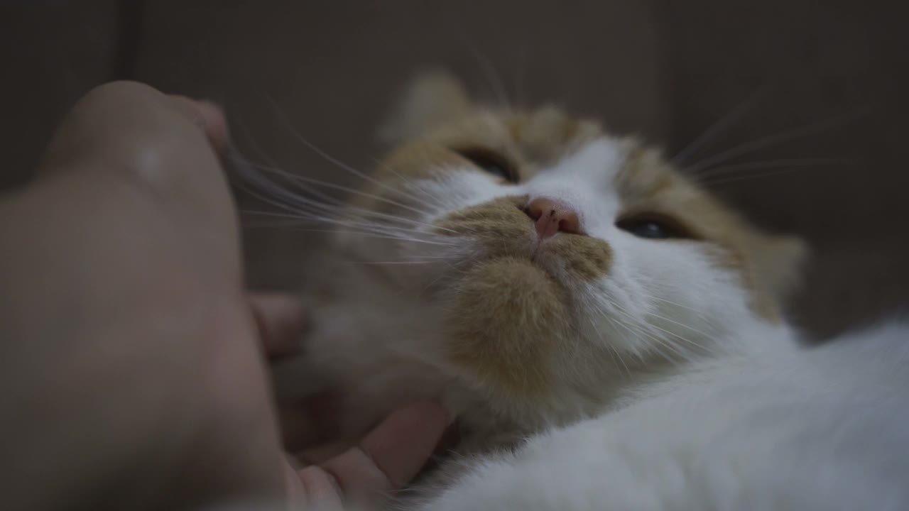 女人用手抚摸睡意朦胧的猫视频素材