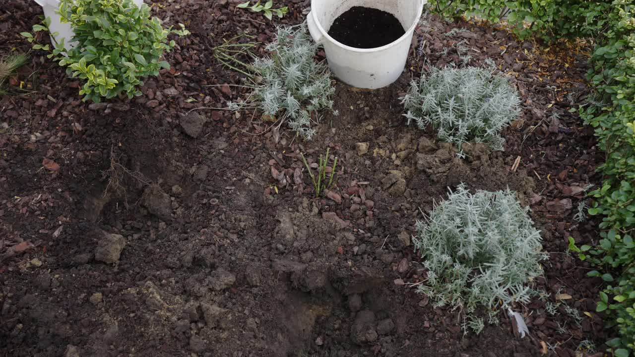 裸根玫瑰和种植洞视频素材