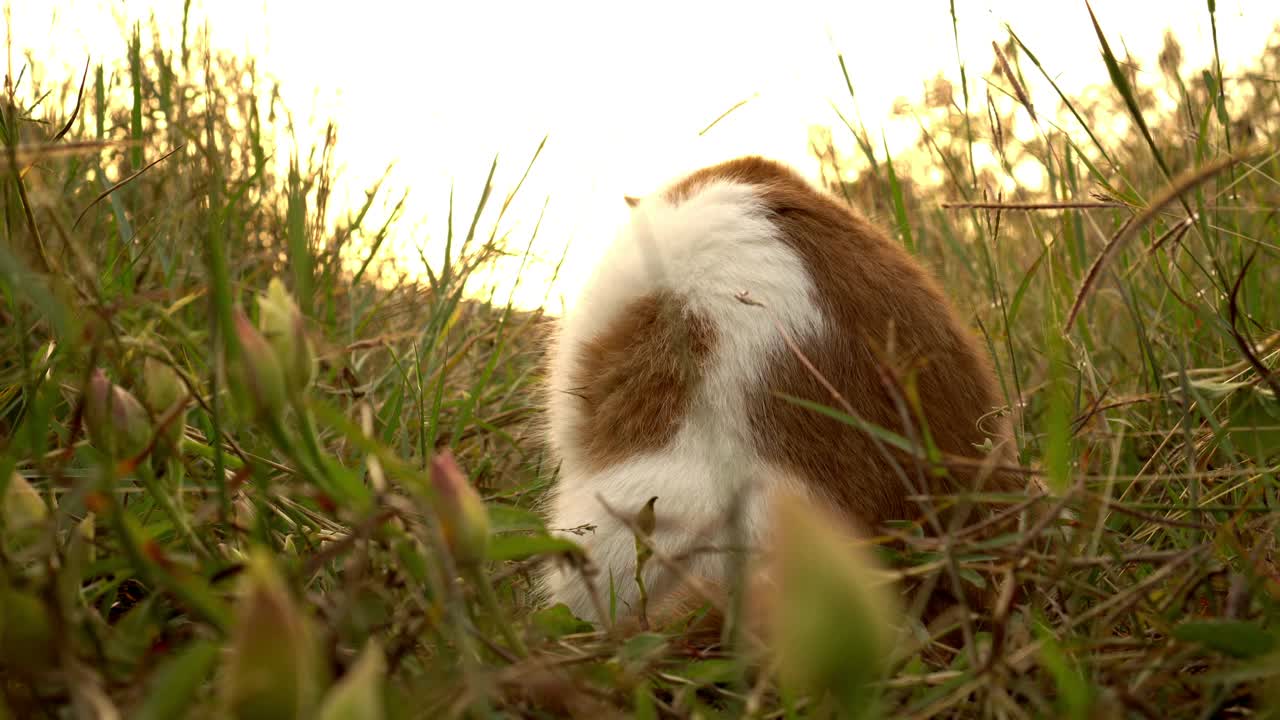 可爱的猫在花园里的草地上奔跑视频素材