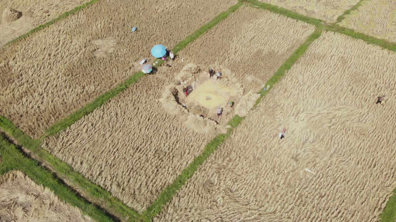 泰国传统稻谷脱粒制谷物和种子视频素材