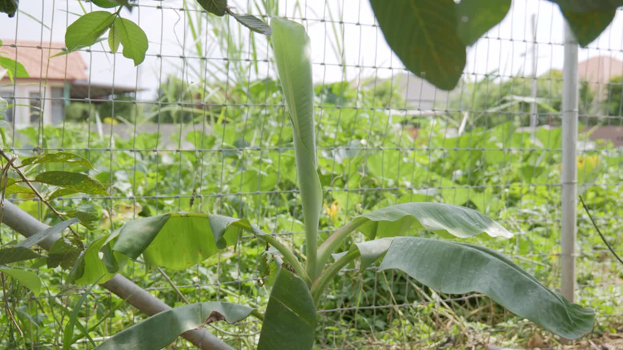 香蕉从植物中发芽，长有绿叶。视频素材