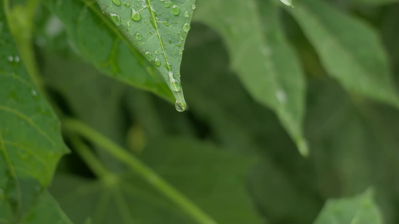 菜叶菠菜有雨滴。视频素材