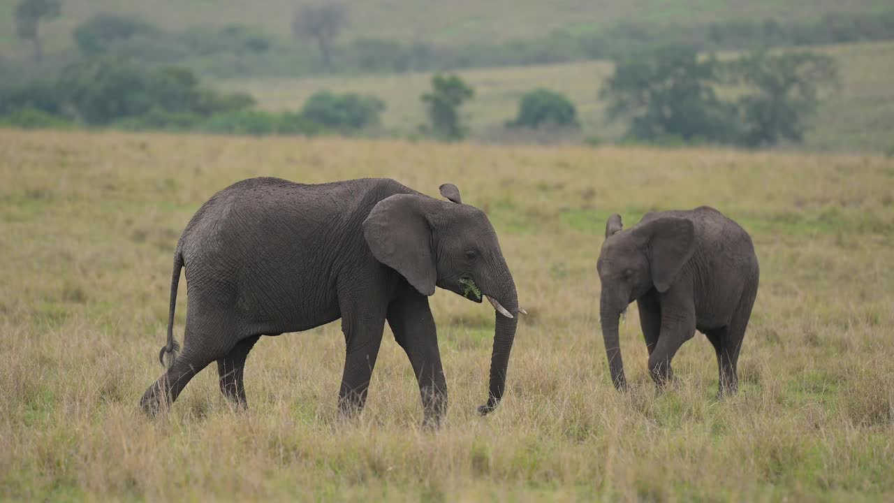 非洲象，非洲Loxodonta，马赛马拉国家保护区，肯尼亚，非洲视频素材