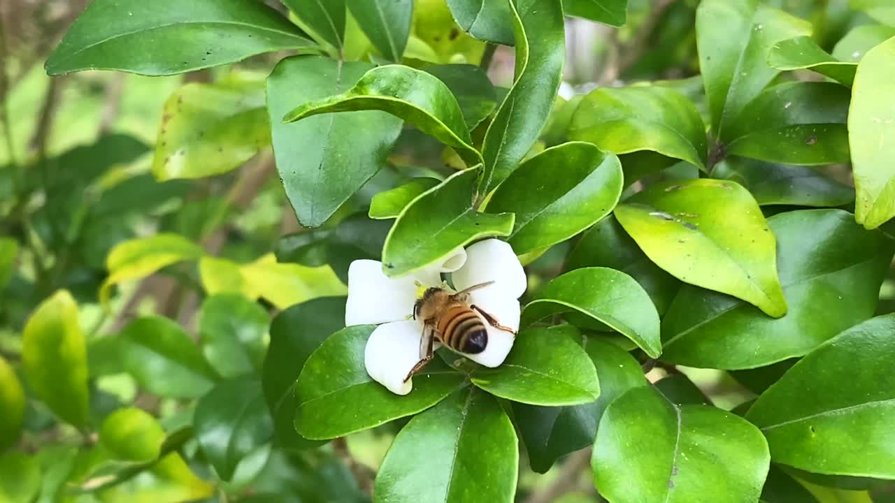 蜜蜂收集Murraya橙花的花粉视频素材