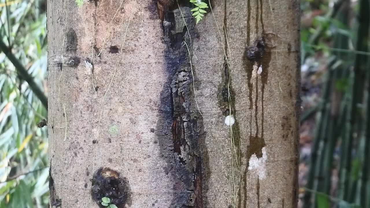 附着在树木上的管胞植物。导管植物工厂视频。寄生植物。视频素材