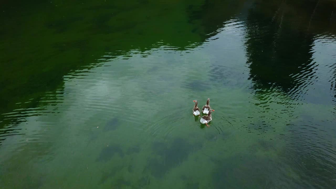 从上面拍摄湖里的三只鸭子视频素材