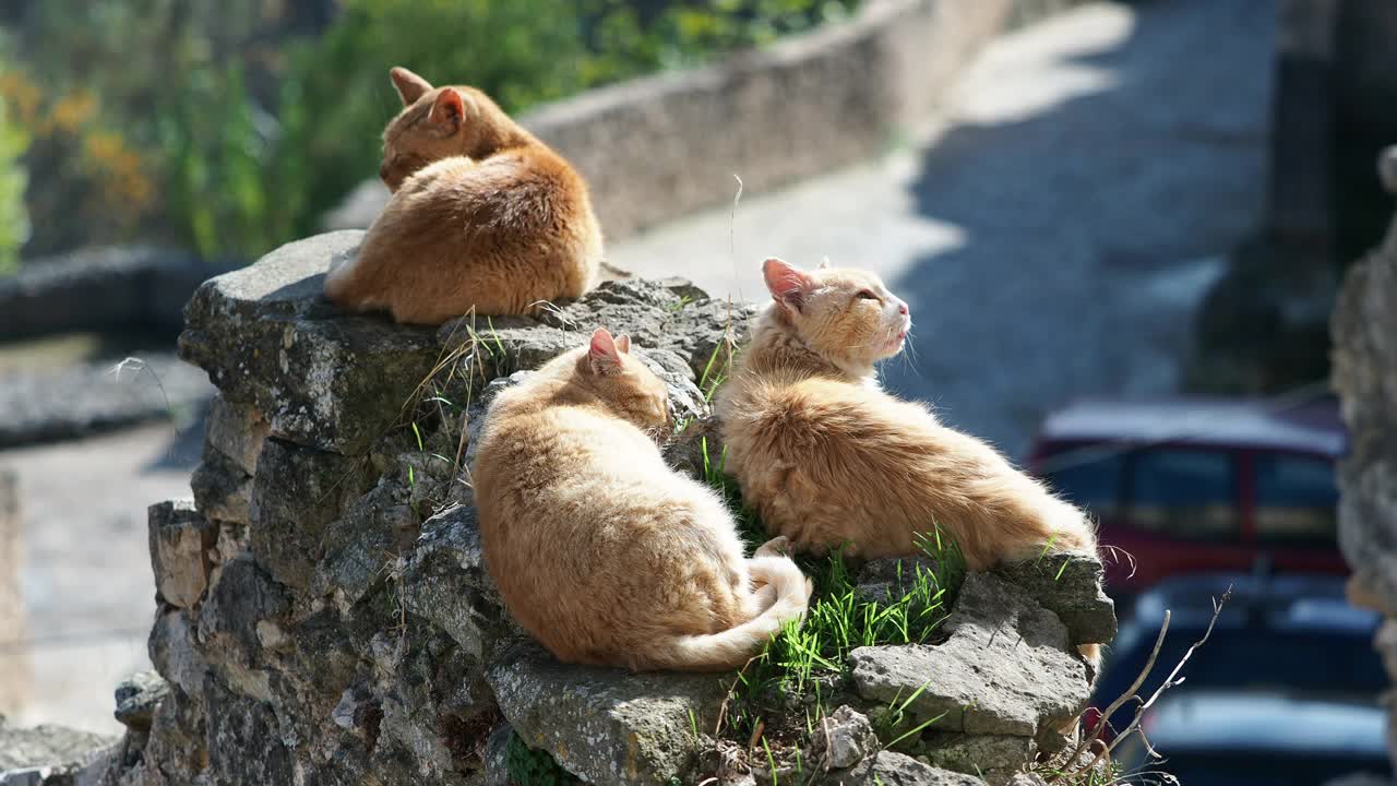 一只流浪猫睡在旧墙上，在街上晒日光浴。视频素材