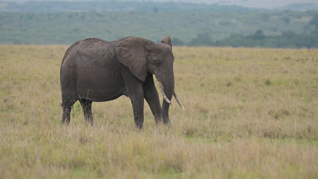 非洲象，非洲Loxodonta，马赛马拉国家保护区，肯尼亚，非洲视频素材