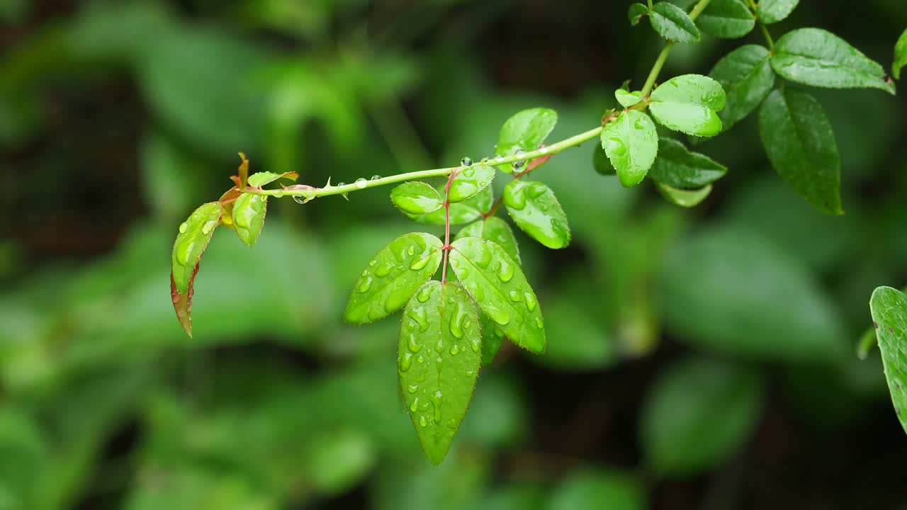 小植物叶子上被风吹动的雨水小滴。视频素材