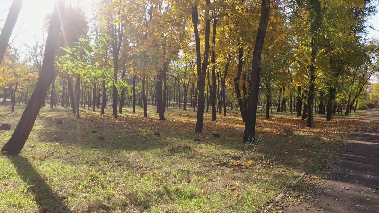 秋天公园里，树上和地上的黄叶。视频素材