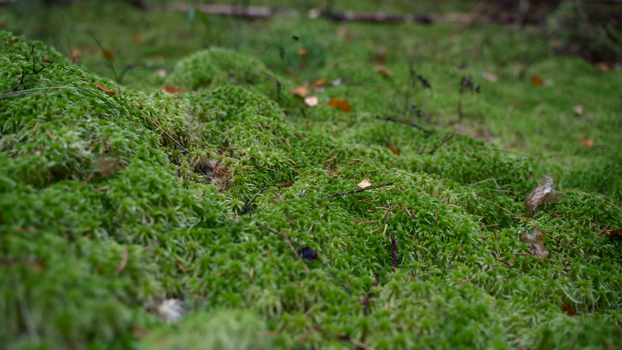 苔藓的背景。美丽的绿色苔藓在森林的土壤上特写。森林植被和植物群视频素材