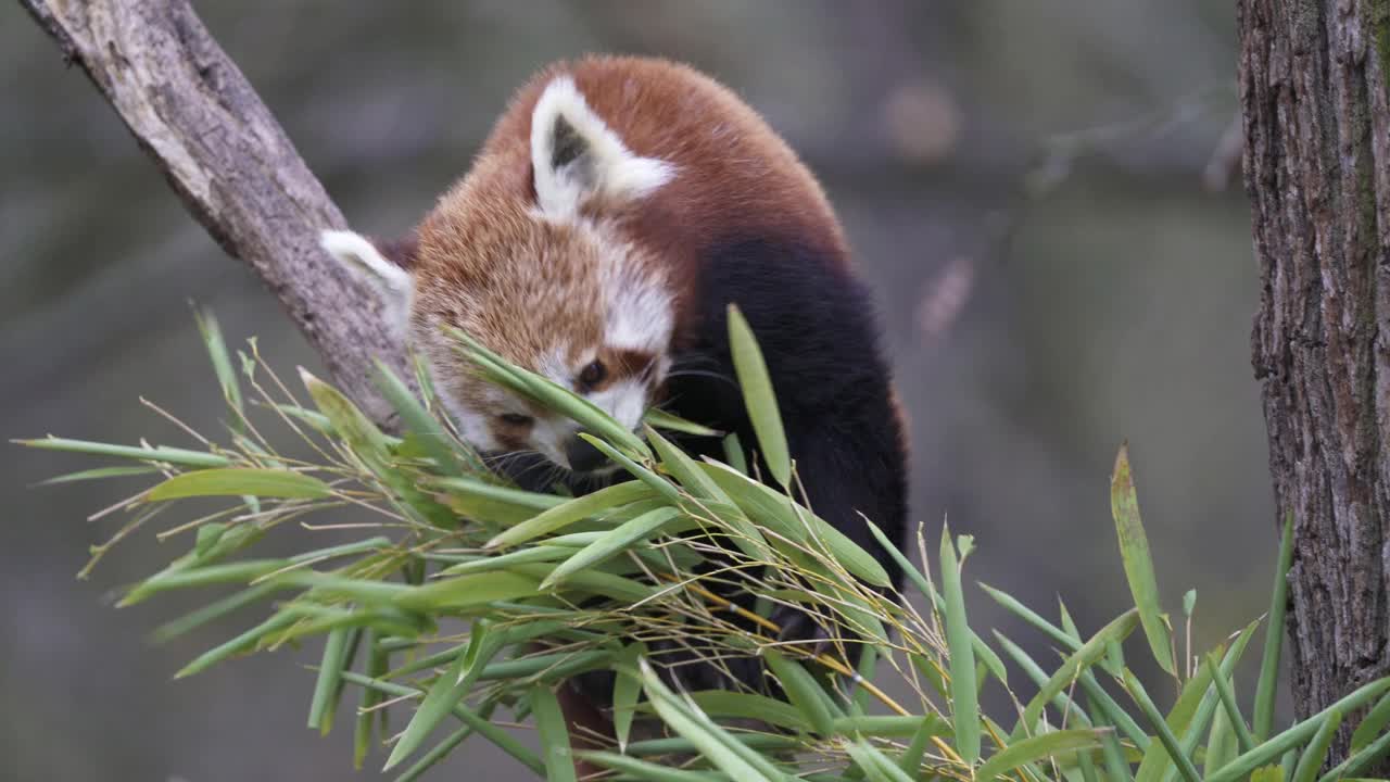 树上的小熊猫(小熊猫)。可爱的小熊猫吃竹子。视频素材