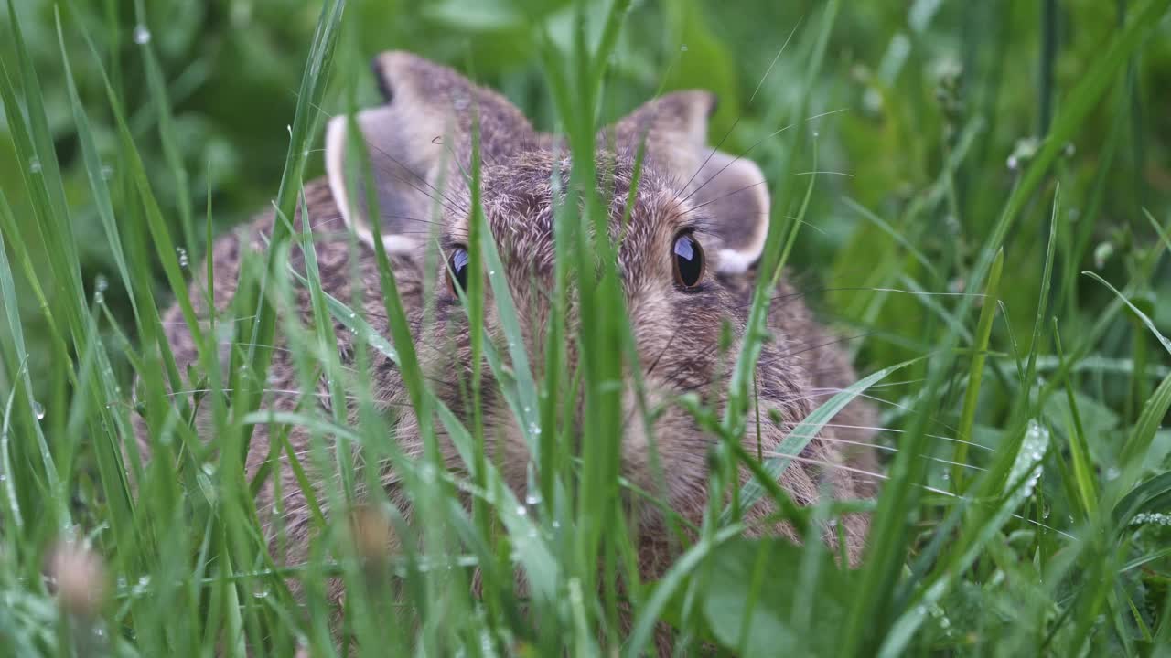 欧洲野兔蹲伏在草地上。视频素材