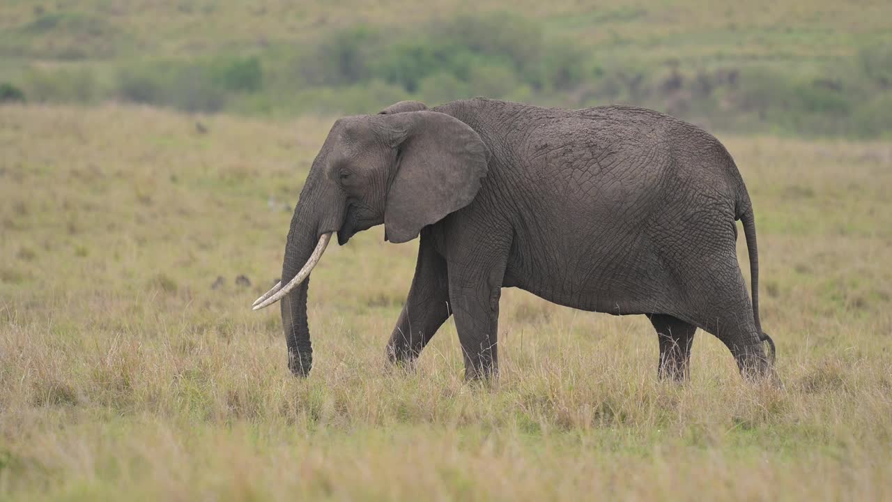 非洲象，非洲Loxodonta，马赛马拉国家保护区，肯尼亚，非洲视频素材