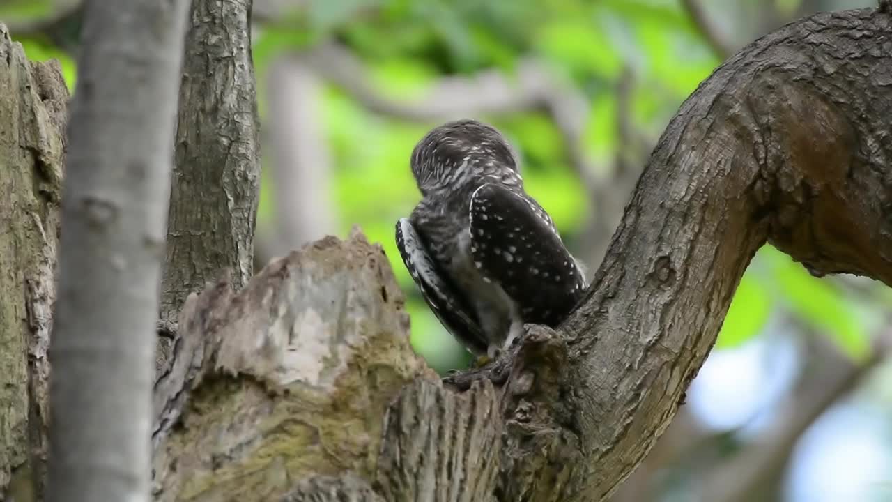 大自然中的幼猫头鹰。视频素材