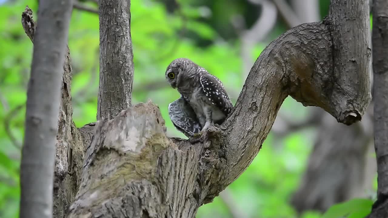 大自然中的幼猫头鹰。视频下载