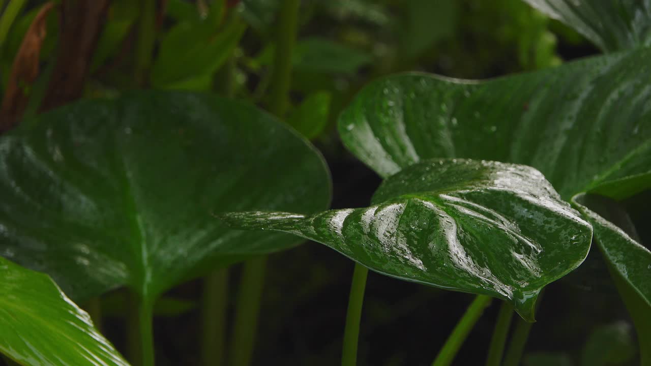 雨天。视频素材