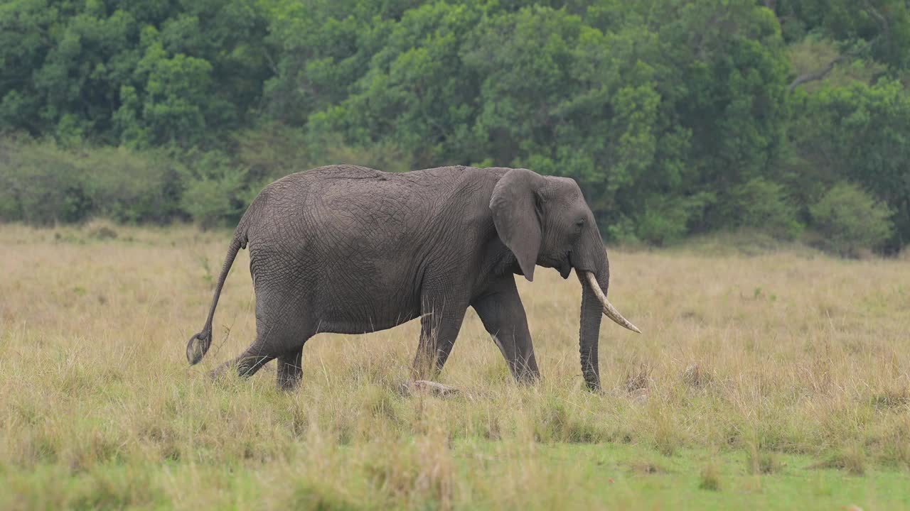 非洲象，非洲Loxodonta，马赛马拉国家保护区，肯尼亚，非洲视频素材