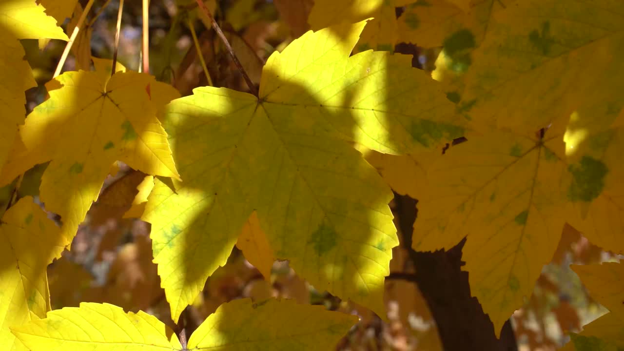 枫树或槭树叶在秋风季节、清晨飘动视频素材