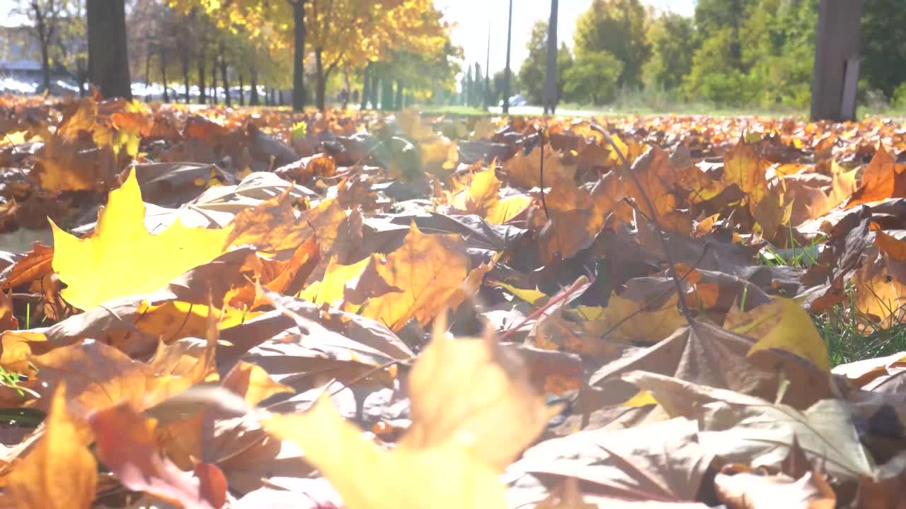 枫树或槭树叶在秋风季节、清晨飘动视频素材