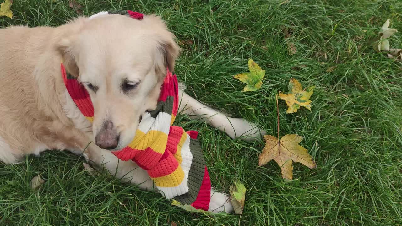 温暖的秋天，一只戴着围巾的拉布拉多犬躺在花园黄叶的绿草地上。脖子上围着一条温暖的彩色围巾的狗。一只漂亮的狗环顾四周。秋天温暖的一天。视频素材