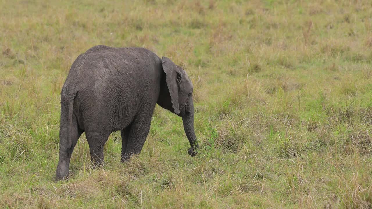 非洲象，非洲Loxodonta，马赛马拉国家保护区，肯尼亚，非洲视频素材