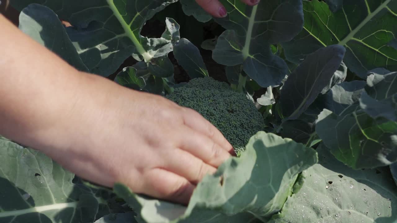 一个女人的手拿着成熟的花椰菜。视频素材