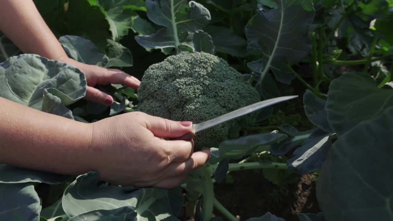 一个女人的手拿着成熟的花椰菜。视频素材