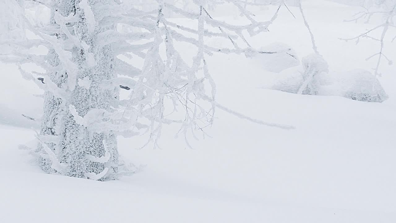 滑雪者在刚被雪覆盖的野外斜坡上下坡，做粉状转身和喷雪视频下载