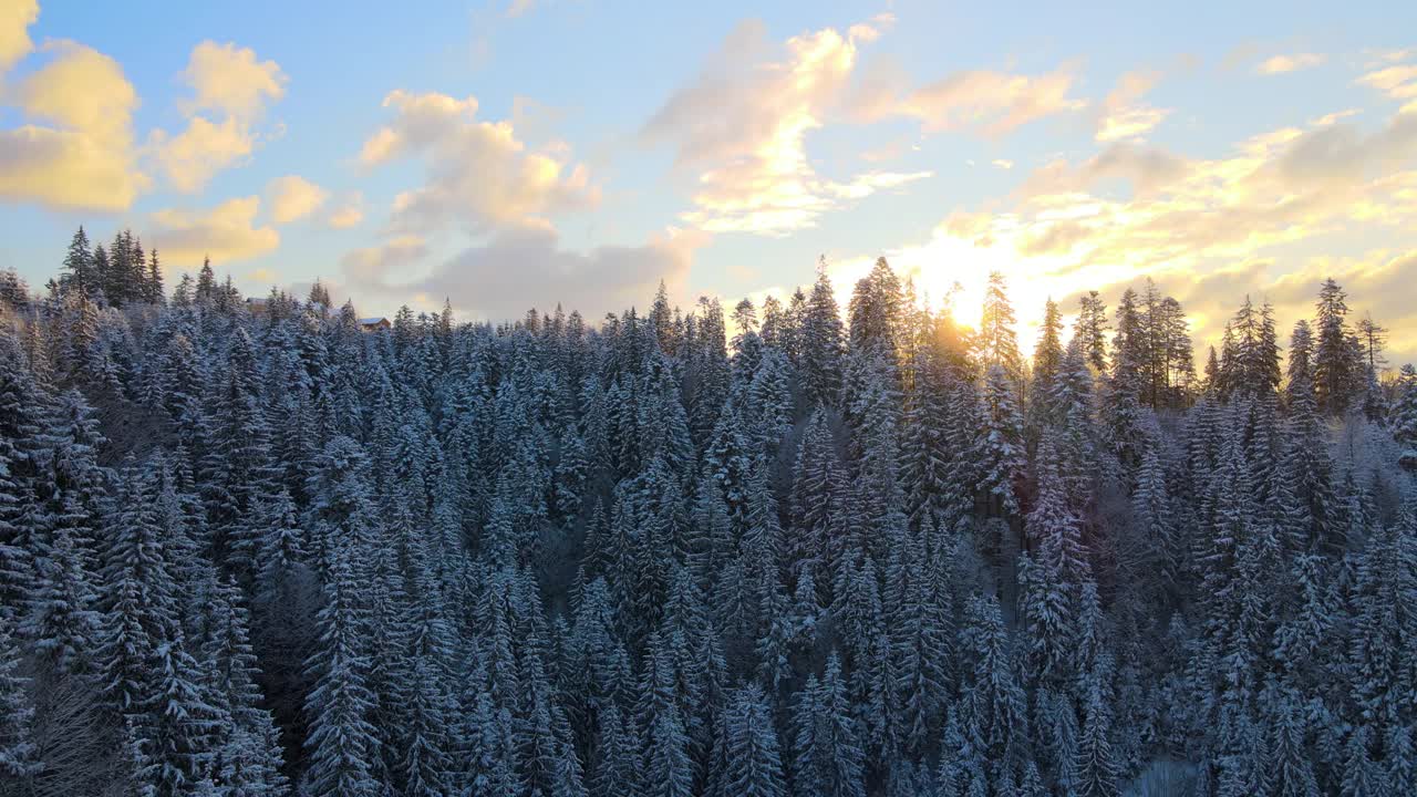 空中冬季景观与云杉树的雪覆盖森林在寒冷的山在晚上。视频素材