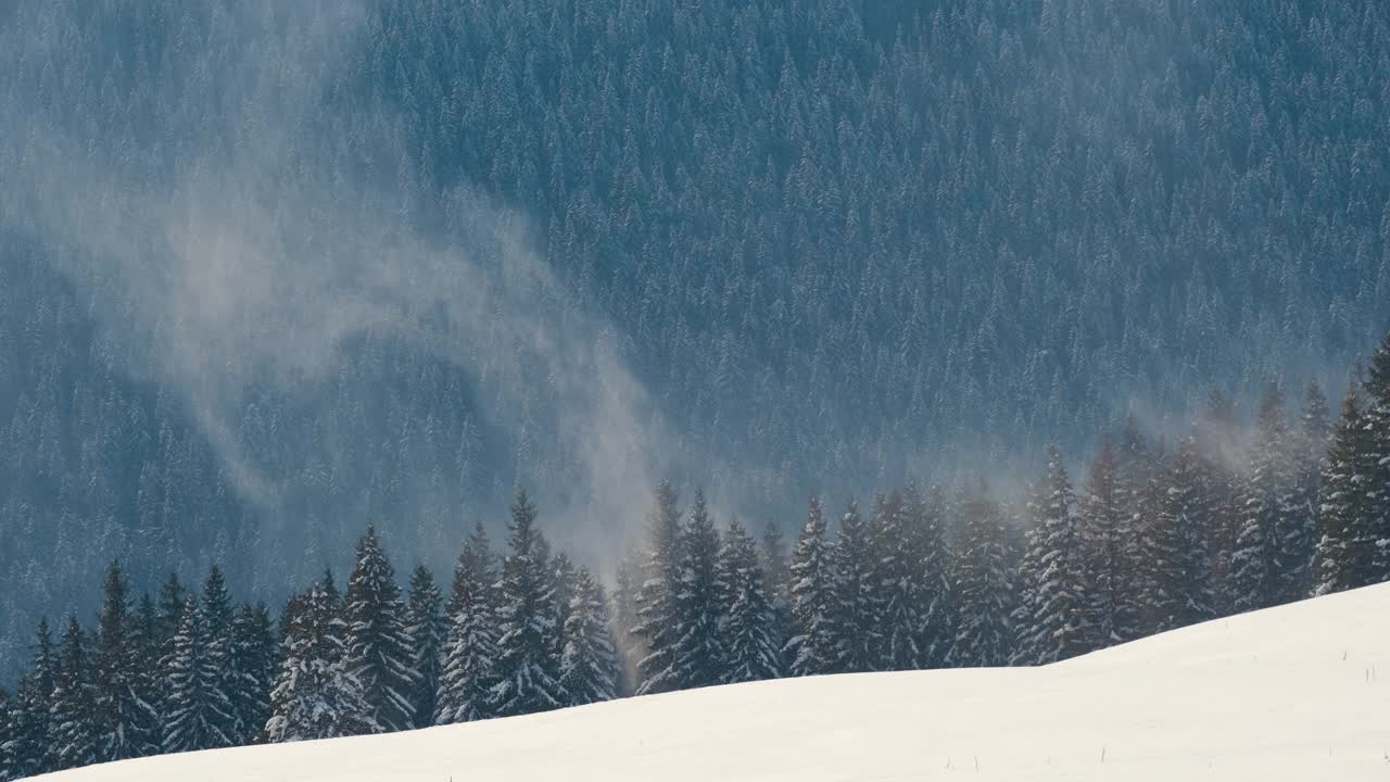 在寒冷明亮的冬日，高山森林里的大雪中，高大的常绿松树在狂风中摇摆。视频素材