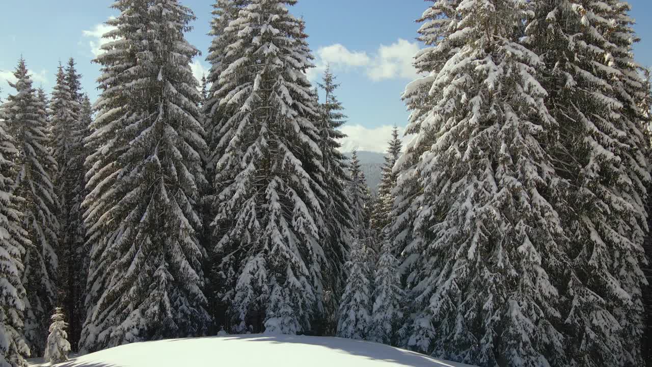 鸟瞰图高大的松树覆盖着刚落下的雪在冬季的山林寒冷明亮的一天。视频素材