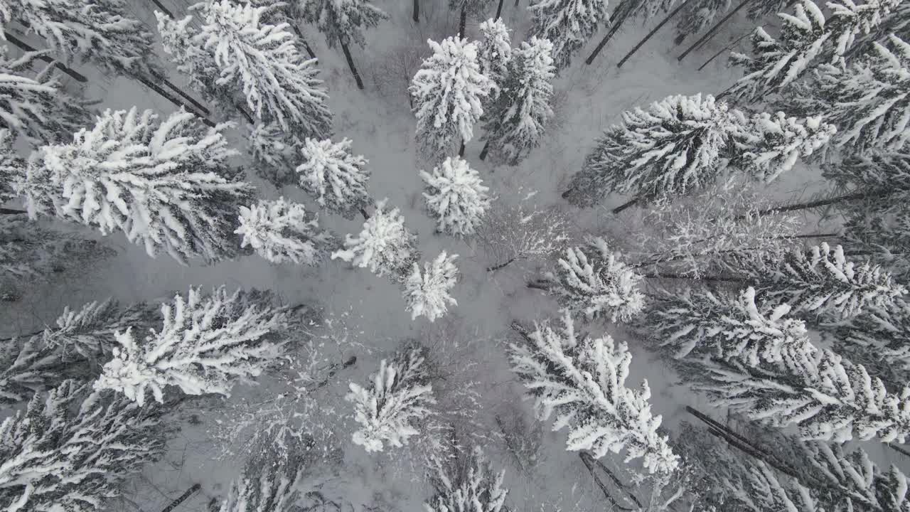 在寒冷安静的一天，在冬季大雪期间常青松林上飘落的雪花的俯视图。视频素材