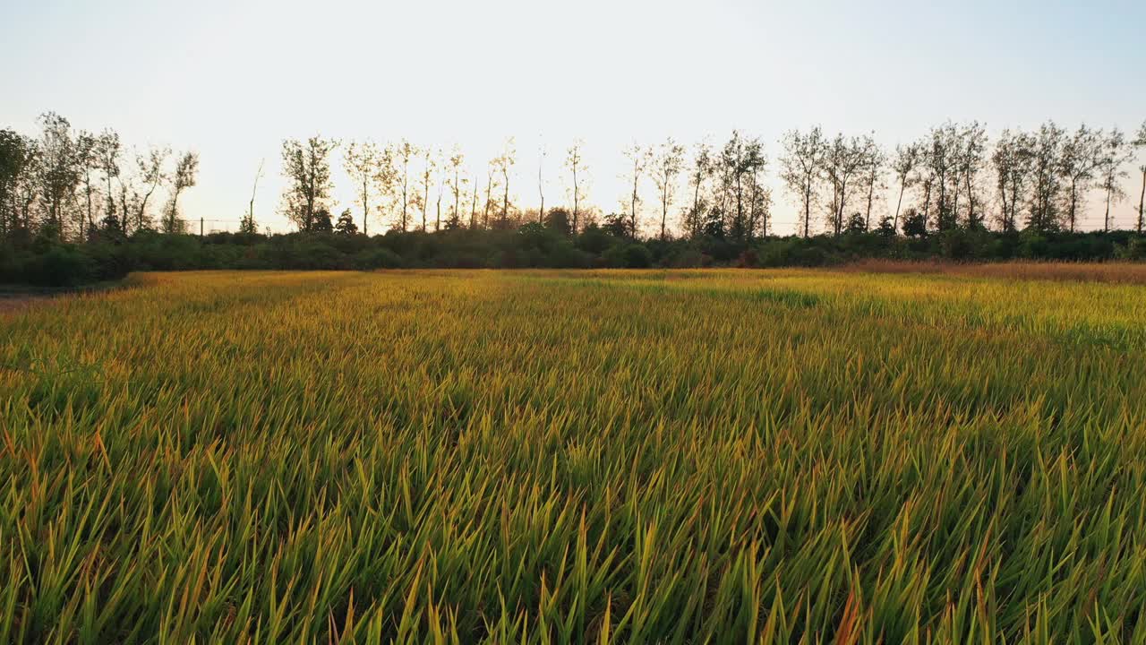 航拍稻田景象视频素材