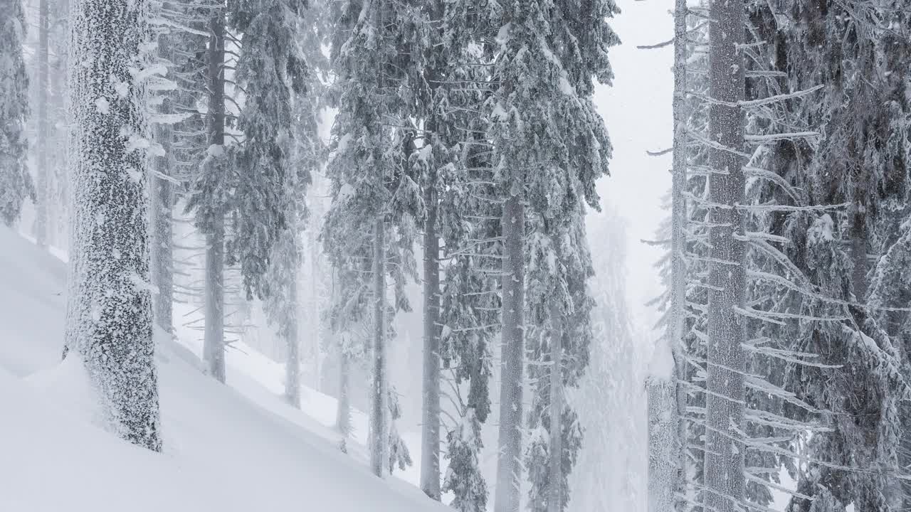 雄伟的冰冻冬季森林在暴风雪，白茫茫的条件下视频素材