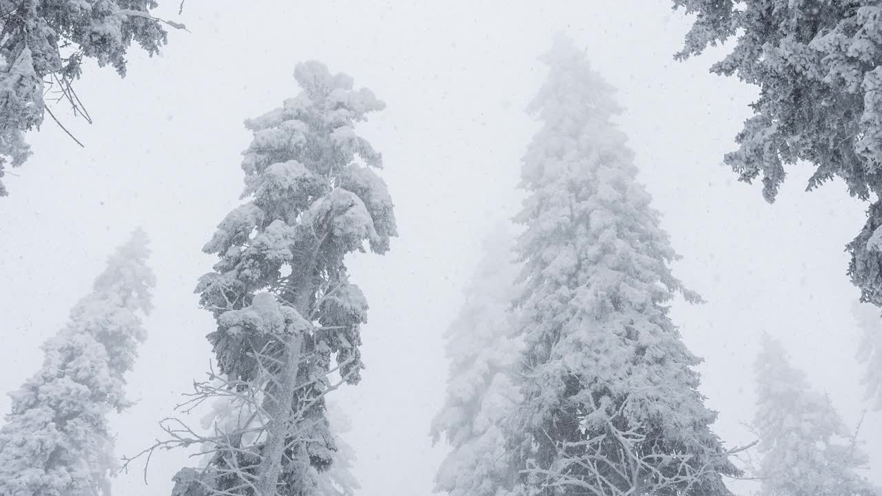 在冬天的暴风雪中，森林被冰雪覆盖视频素材