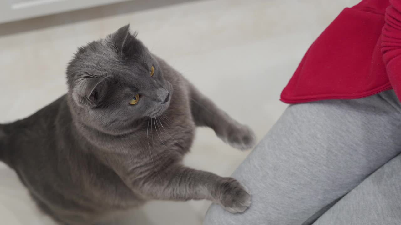 饥饿的猫在乞求食物，可爱的灰猫在厨房里可怜地哭着要食物。视频素材