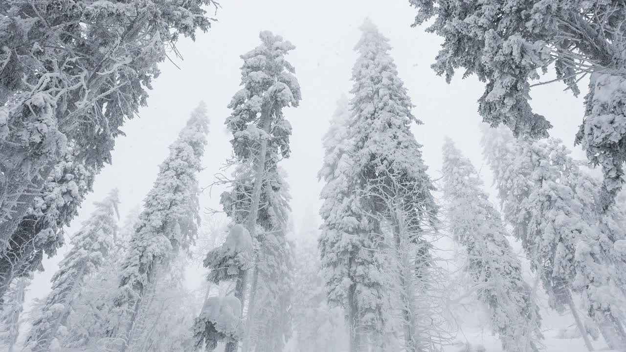 在冬天的暴风雪中，森林被冰雪覆盖视频素材