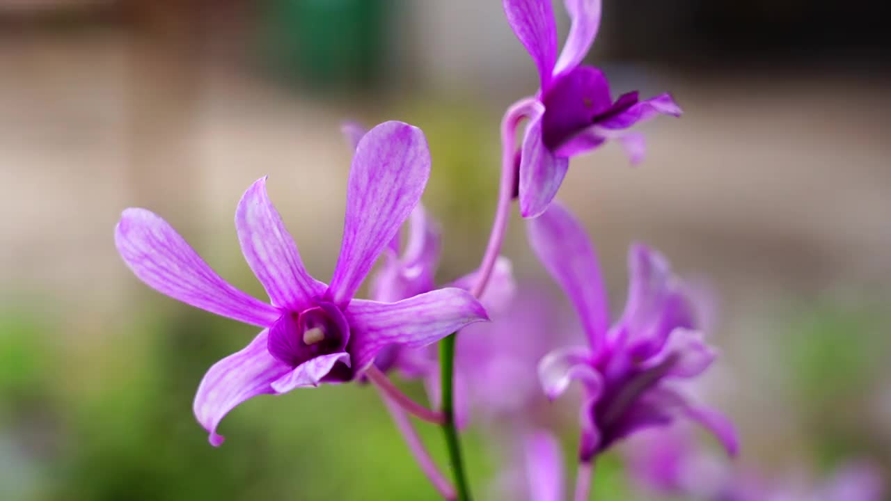 紫色的兰花在早晨开花视频素材