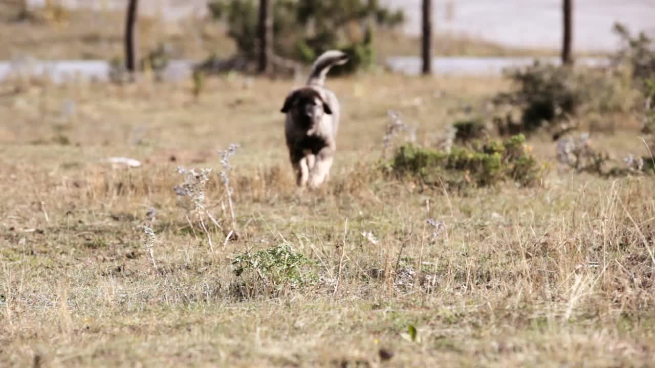 一只小牧羊犬跑向镜头视频素材